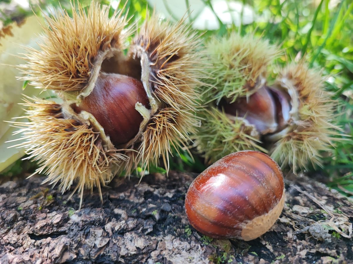 22° Festival della Castagna